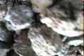 ccat0_20060726195958