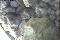 ccat0_20060731190001