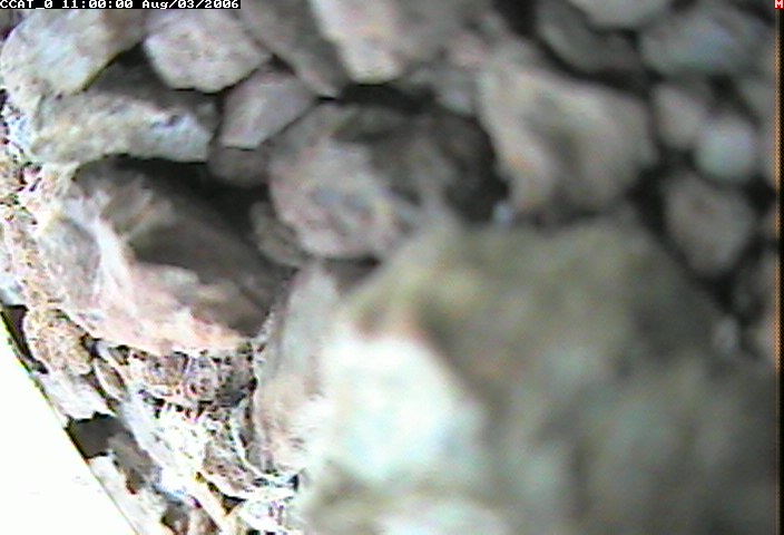 ccat0_20060803110000.jpg
