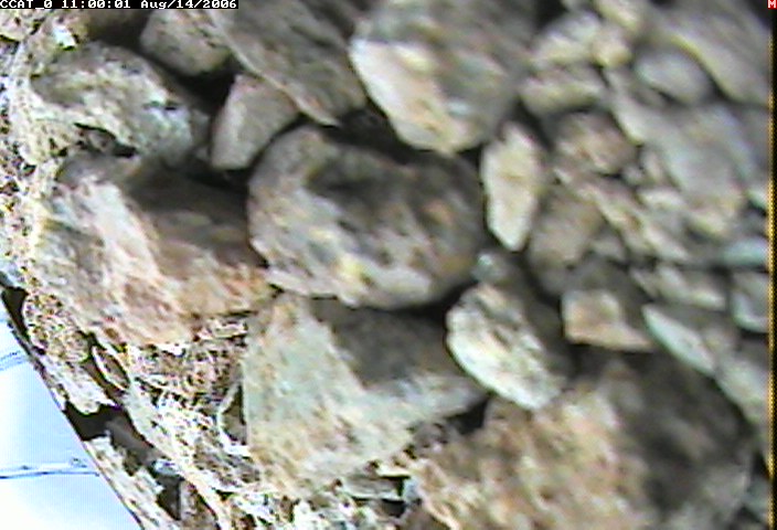 ccat0_20060814110001.jpg