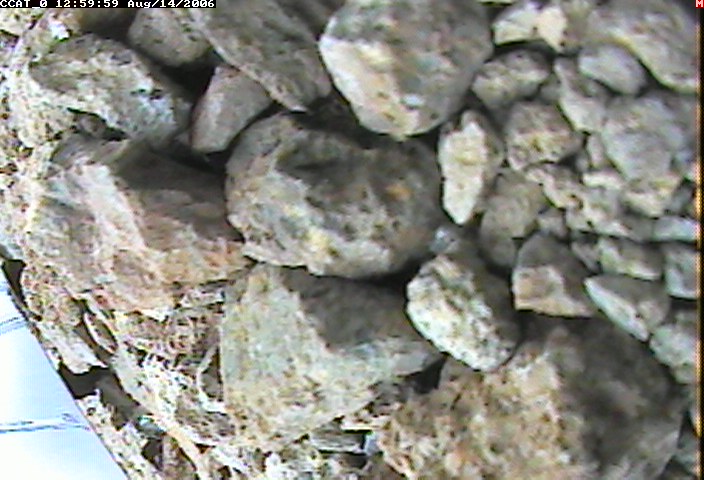 ccat0_20060814125959.jpg