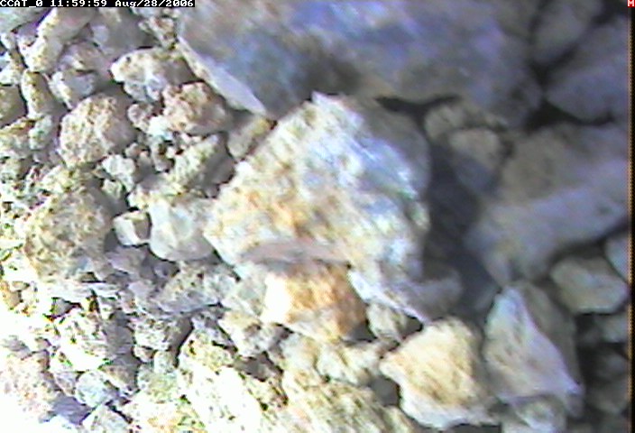 ccat0_20060828115959.jpg