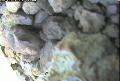 ccat0_20060805115958