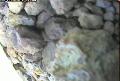 ccat0_20060806120001