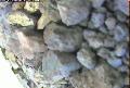 ccat0_20060812120001