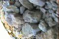 ccat0_20060819110001