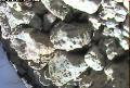 ccat0_20060819145959