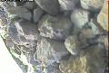ccat0_20060823185959
