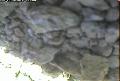 ccat0_20060825150000