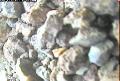 ccat0_20060825185959