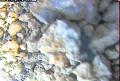 ccat0_20060827115959