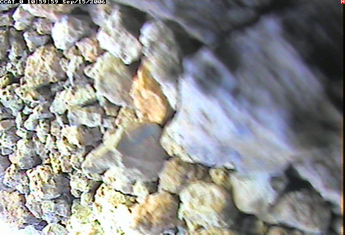 ccat0_20060915105959.jpg