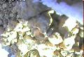 ccat0_20060904130001