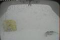 ccat0_20080125205959